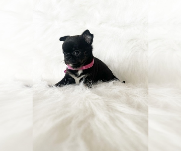 Medium Photo #14 Chihuahua Puppy For Sale in SACRAMENTO, CA, USA