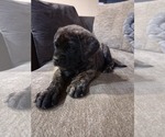 Small Photo #11 Mastiff Puppy For Sale in WALNUT COVE, NC, USA