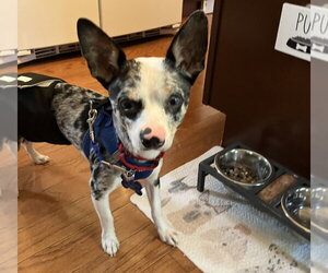 Chihuahua-Unknown Mix Dogs for adoption in Mundelein, IL, USA