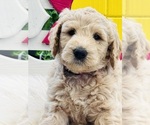 Puppy Puppy 4 Australian Labradoodle-Poodle (Standard) Mix