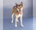 Small #1 Siberian Husky
