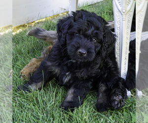Bernedoodle (Miniature) Puppy for sale in ROY, UT, USA