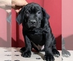 Small Photo #29 Cane Corso Puppy For Sale in COTTAGE GROVE, OR, USA