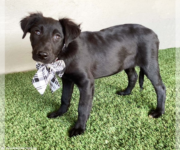 Medium Photo #3 Mutt Puppy For Sale in San Diego, CA, USA