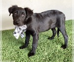 Small #2 Mutt