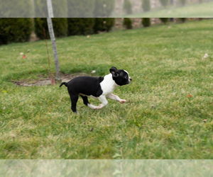 Boston Terrier Puppy for sale in MILFORD, IN, USA