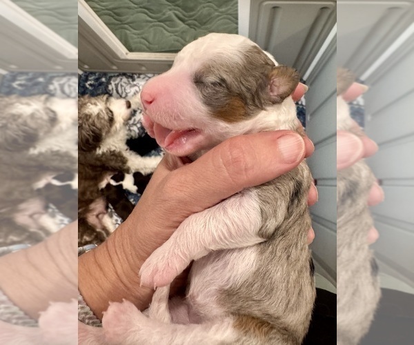 Medium Photo #17 Aussiedoodle Miniature  Puppy For Sale in ROCK HILL, SC, USA