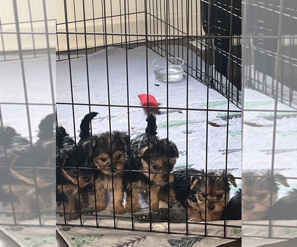 Medium Photo #5 Morkie-Yorkie-ton Mix Puppy For Sale in PLAINFIELD, IL, USA