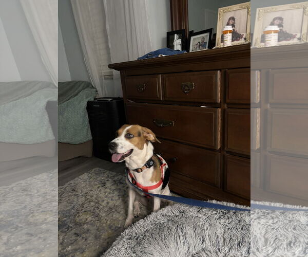 Medium Photo #5 Beagle Puppy For Sale in Tampa, FL, USA