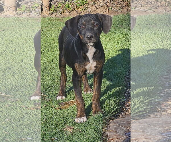 Medium Photo #1 Mutt Puppy For Sale in Tracy City, TN, USA