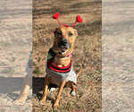 Small Photo #3 Mutt Puppy For Sale in Holly Springs, NC, USA