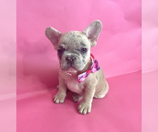 Medium Photo #5 French Bulldog Puppy For Sale in CHARLOTTE, NC, USA