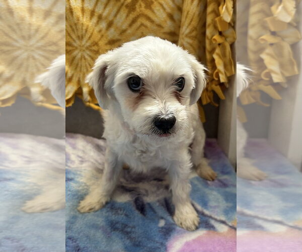 Medium Photo #3 Maltese-Unknown Mix Puppy For Sale in Pacolet, SC, USA