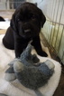 Small Photo #2 German Shorthaired Lab Puppy For Sale in RAPID CITY, SD, USA