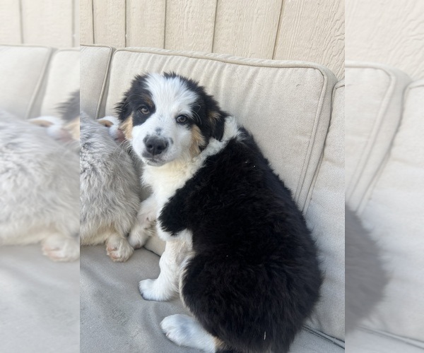 Medium Photo #4 Aussie-Corgi Puppy For Sale in STRASBURG, CO, USA