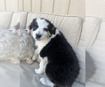 Small #3 Aussie-Corgi