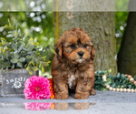 Puppy Preston Shih-Poo