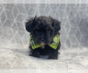 ShihPoo Puppy for sale in LAKELAND, FL, USA