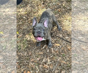 French Bulldog Puppy for Sale in SAINT JOHNS, Florida USA