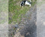 Small #12 Schweenie