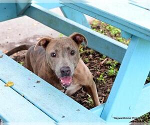 American Pit Bull Terrier-Unknown Mix Dogs for adoption in Ocala, FL, USA