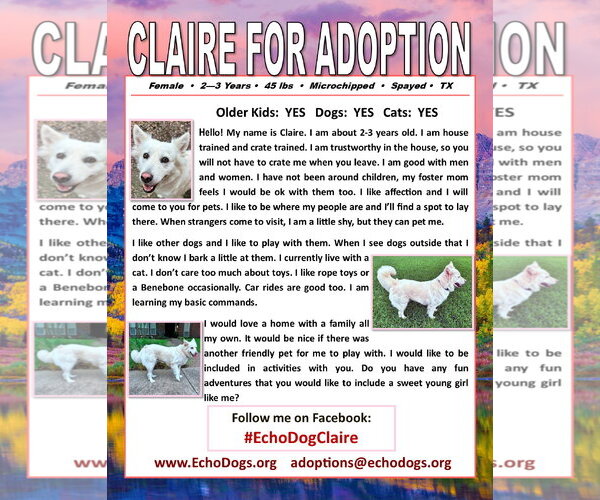 Medium Photo #2 - Mix Puppy For Sale in Hoffman Estates, IL, USA