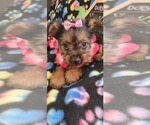 Small Photo #4 Yorkshire Terrier Puppy For Sale in AKRON, OH, USA