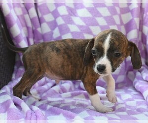 Boglen Terrier Puppy for sale in BLOOMINGTON, IN, USA