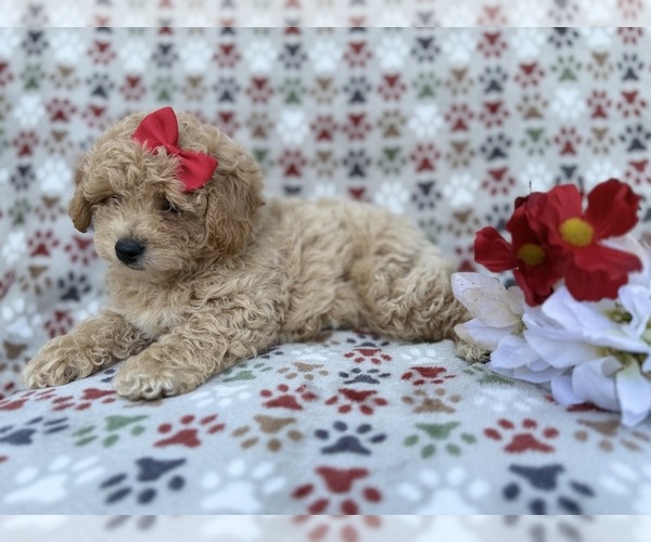 Medium Photo #3 Bichpoo Puppy For Sale in LAKELAND, FL, USA