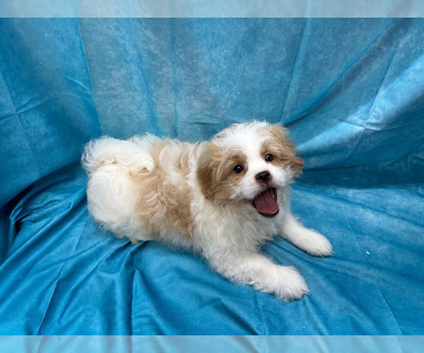 Medium Photo #2 Cavaton Puppy For Sale in HENNIKER, NH, USA