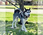 Small Photo #11 Siberian Husky-Unknown Mix Puppy For Sale in Carrollton, TX, USA