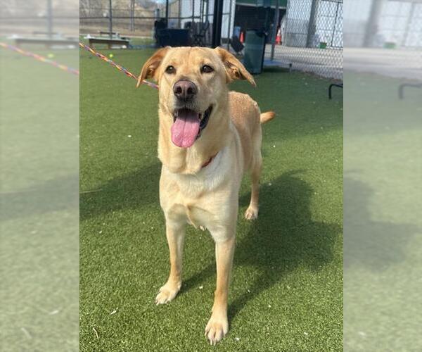Medium Photo #2 Labrador Retriever Puppy For Sale in Pasadena, TX, USA