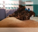 Small Photo #22 Yorkshire Terrier Puppy For Sale in NEVADA, TX, USA