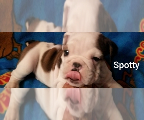 Medium Photo #23 English Bulldog Puppy For Sale in COLUMBUS, OH, USA