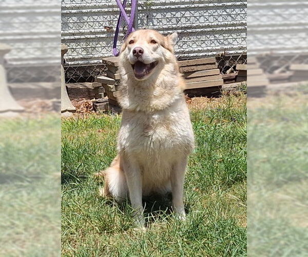 Medium Photo #2 Siberian Husky-Unknown Mix Puppy For Sale in Wetumpka, AL, USA