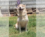 Small #1 Siberian Husky Mix