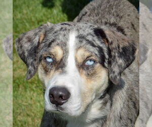 Medium Catahoula Leopard Dog-Labrador Retriever Mix