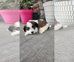 Puppy Asher Shih-Poo