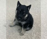 Small #1 German Shepherd Dog Mix