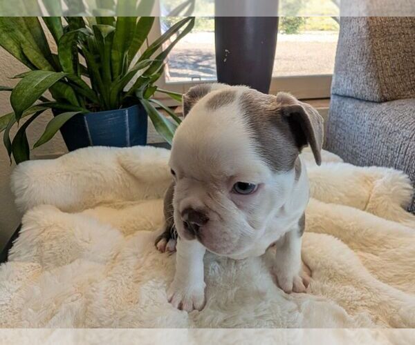 Medium Photo #4 Faux Frenchbo Bulldog Puppy For Sale in LAS CRUCES, NM, USA