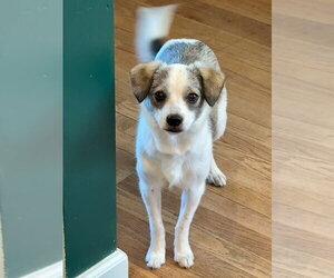 Mutt Dogs for adoption in Evansville, IN, USA