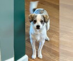 Small Mutt