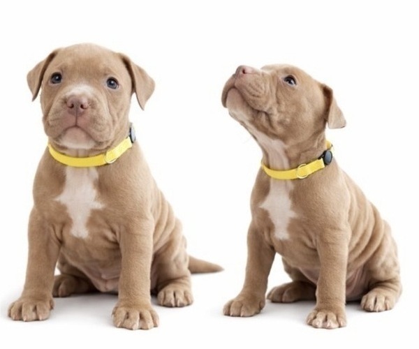 Medium Photo #2 American Pit Bull Terrier Puppy For Sale in ORANGE, NJ, USA
