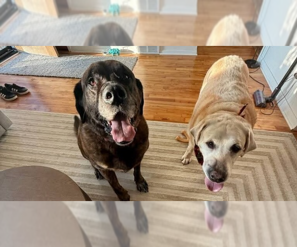 Medium Photo #2 Mastador Puppy For Sale in Caldwell, NJ, USA