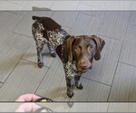 Small #4 German Shorthaired Pointer