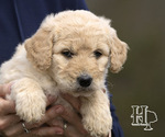 Puppy Smore Goldendoodle
