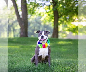 Stormy - Female Mutt Dog for Adoption - Photo #2