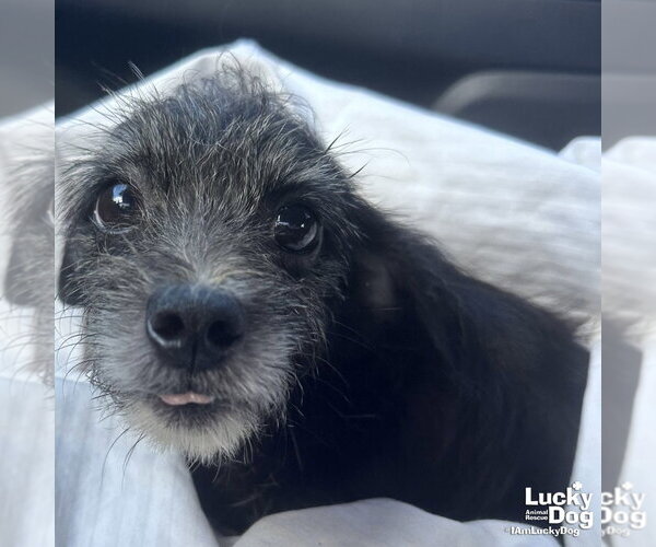 Medium Photo #4 Mutt Puppy For Sale in Washington, DC, USA