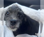 Small #3 Mutt