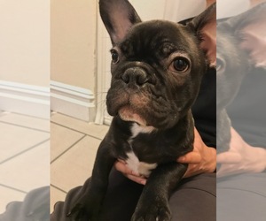 French Bulldog Puppy for sale in UNION CITY, NJ, USA